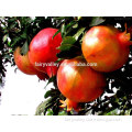 High Purity New Pomegranate Seeds For Growing